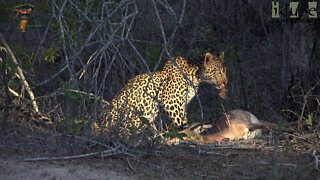 Female Leopard Eating An Impala
