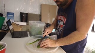 showing how i use ALOE VERA PLANT FOR CLONES