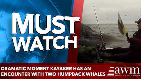 Dramatic moment kayaker has aN encounter with TWO humpback whales
