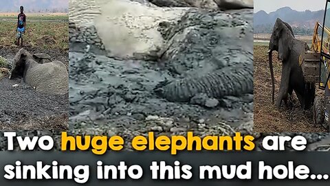 Two huge elephants are sinking into this mud hole...