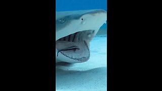 Great white shark brushing his teeth