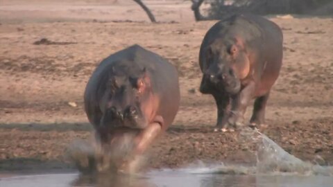 How Fast Are Hippos? Huge Males Chasing Each Other at Full Speed