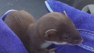 Young mink found in Beer Store parking lot safely released by SPCA