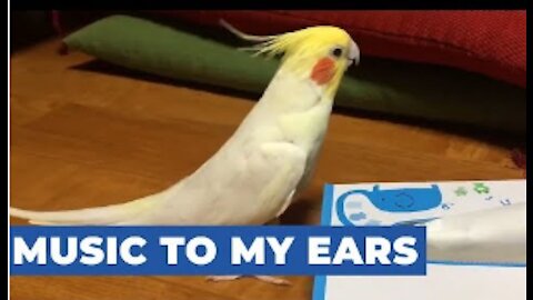 Cockatoo Sings Television Theme Song