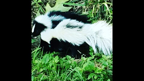 TWO BABY SKUNKS!