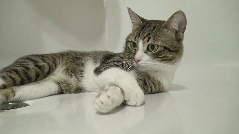 Tabby Cat Is Chilling in the Bath Tub