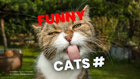 Funny Cat #