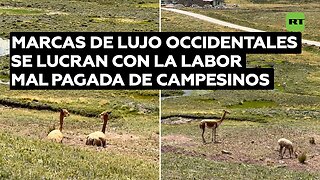 Marcas de lujo occidentales se lucran con la labor mal pagada de campesinos