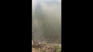 Catching a redear sunfish on a lure