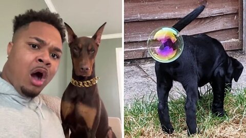 AWW SO FUNNY🤣 Doberman Dog (Knox) Reaction Make You Roll On The Floor Laughing #3️⃣| Paws Affliction