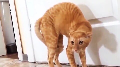 Funny Scaredy Cats Compilation!