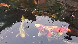 Monster Koi In Slow Motion