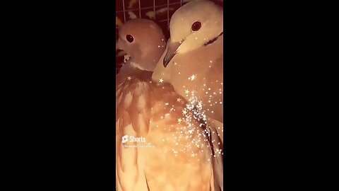 "Baby Love"❤️‍🔥💖💎🌹🤗🕊️ Come Meet Yahairo & Tangerina Mini Doves 🕊️❤️‍🔥💖💎💫😇🎼🎶