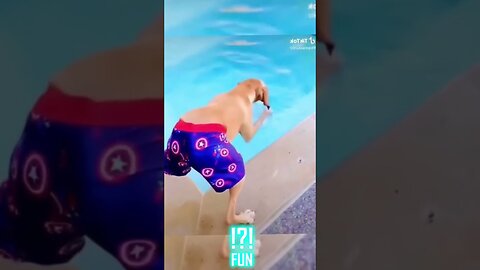 Funny Dogs Compilation! 🐶😂 | #funnydogs #dogmemes #