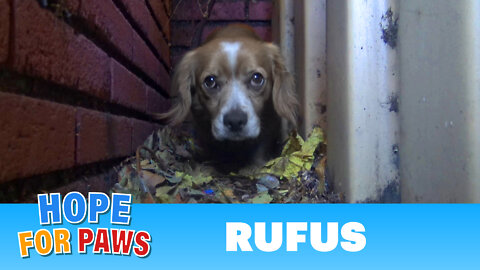 A spaniel with a heart-shaped mark on his forehead gets no love and dumped by his owner.