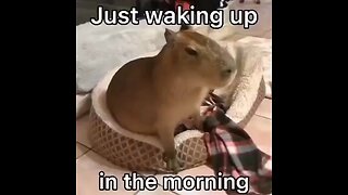 Just Waking Up In The Morning