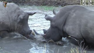 White Rhino Bulls Battle For Territory