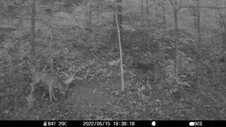 More coyote's...