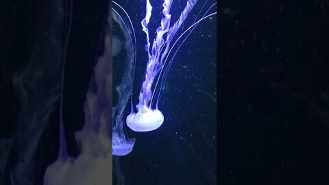 Beautiful Captivating Jellyfish