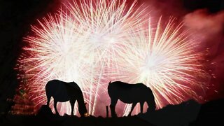 How To Put In Horse Ear Plugs - Dealing With Fireworks and Horses