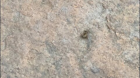 Bee Dying On Rock