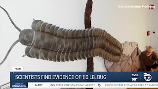 Fact or Fiction: Scientists discover largest bug to ever live?