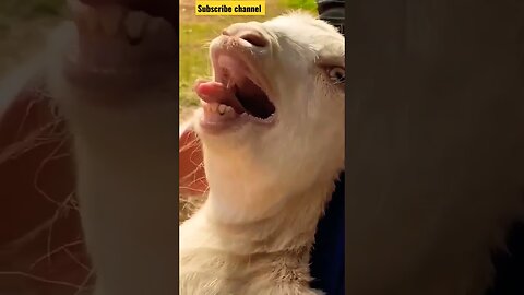 goat funny video 😂😂