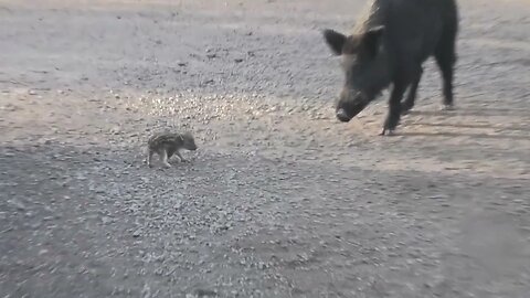 Very TOUGH Tiny WILD PIG