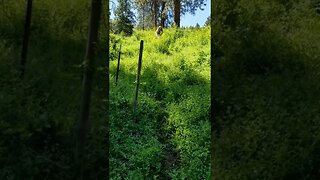 #nature #pasture #homesteading #farmlife #farmgirl #peaceful #summer #summermornings #homesteadlife