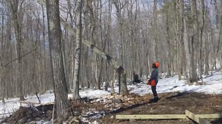 Homestead Update - Chickens, springs, and tree cutting - VLOG