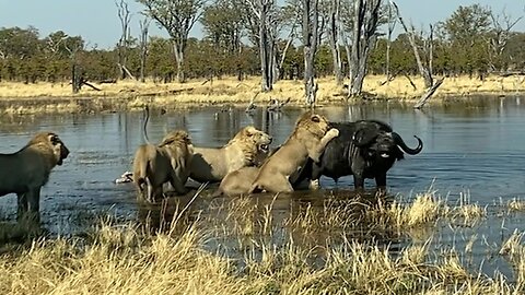 Buffalo Flips Lion on to Horns to Survive Epic Attack | World Wild Web