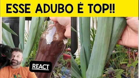 ⭐ADUBO BOMBA!!! OLHA COMO FICOU A MINHA CEBOLINHA 😱