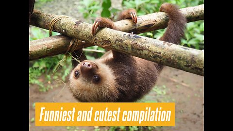 Funniest and cutest sloths doing sloth things 😂 - Funniest compilation 2023