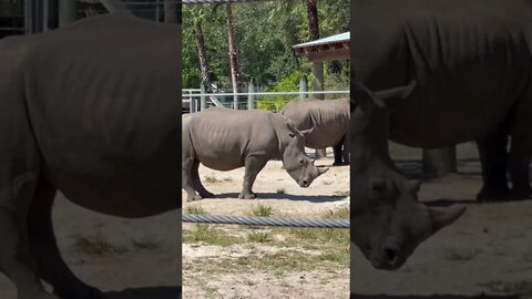 White Rhino 🦏 emptying its bowels at Tampa Zoo