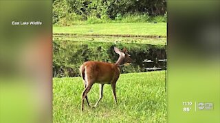 Neighbors find two deer hit by an arrow