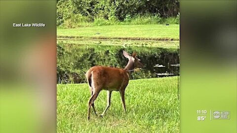 Neighbors find two deer hit by an arrow