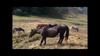 The lives of rescue horses. The photo is of Cleo, the bigger horse, the day she came to me years ago