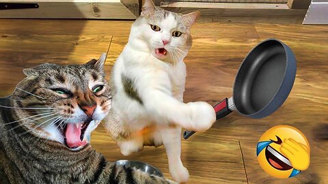 Funny Cats Video | Funny Animals Video