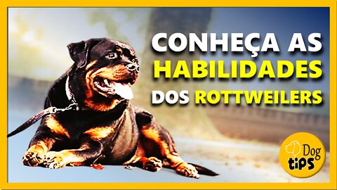 Fatos Históricos Sobre os Rottweilers | Canal Dog Tips - Historical Facts About Rottweilers