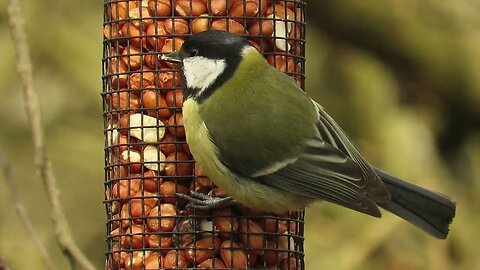 Great Tit's eating technique, at a feeding station