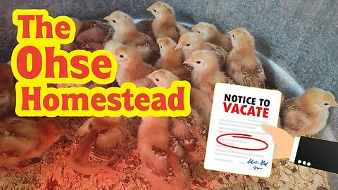 Chicks Got Evicted - The Ohse Homestead