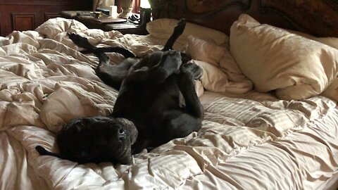 Great Dane Celebrates Her 4th Birthday In Bed