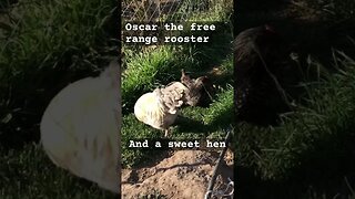 Free range chickens.