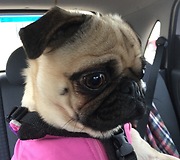 Barking Pug