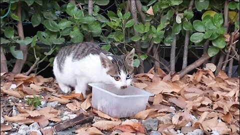 a stray odd eye cat feeding on food