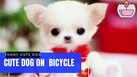 Funny cute dog on the basket of a bicycle