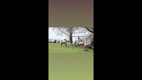 sheeps eating time