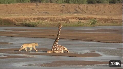 Lion Attacks Giraffe: A Narrow Escape in the Wild