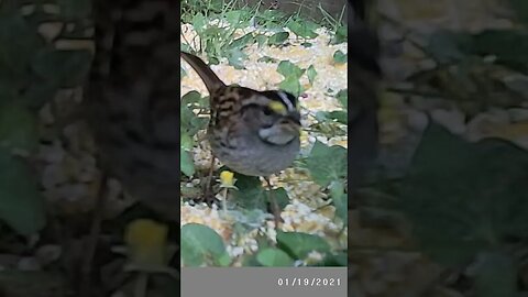 Hungry finch 🐦with little yellow flower 🌻#cute #funny #animal #nature #wildlife #trailcam #farm