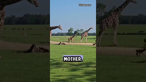 Deer Fawn Meets Mama Giraffe, then Reunites with Its Mother